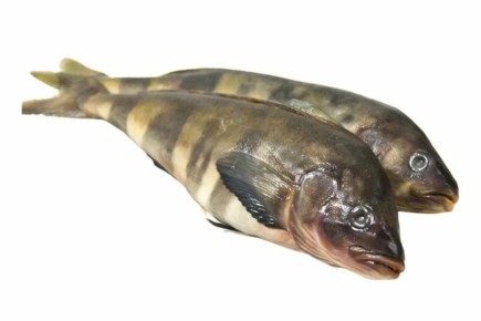 ����� ���������������� ������: ��� ����������� ������� � ����������� ���������