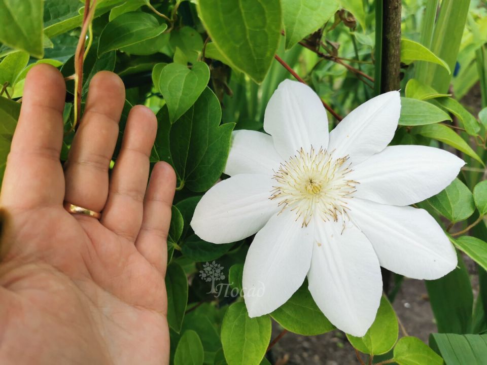 Три группы клематисов: как правильно ухаживать за цветами?