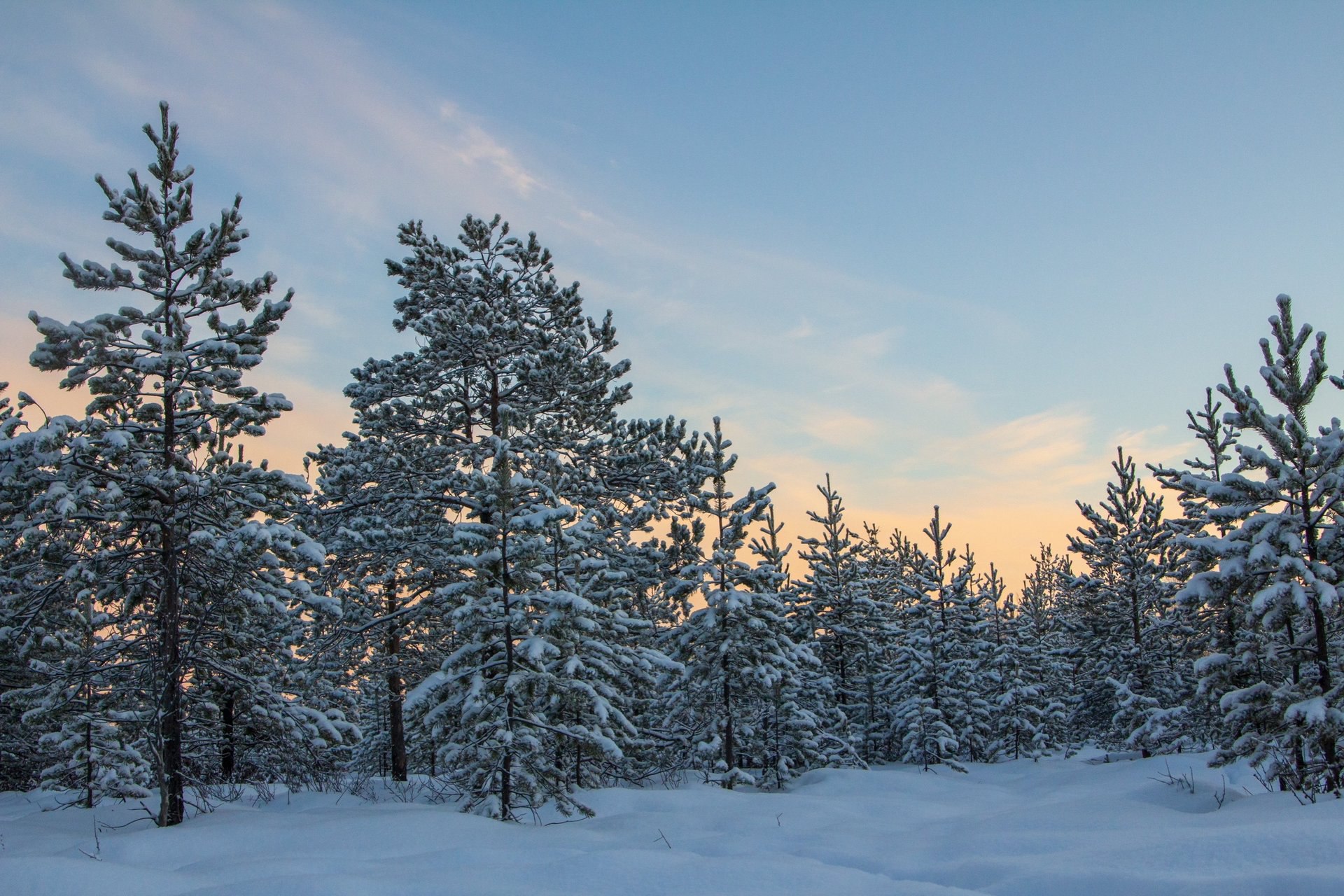 Двадцатиградусные морозы не испугали Юлию Колосову: даже в такой холод она отправилась на фотопрогулку, где сделала волшебные кадры Двадцатиградусные морозы не испугали Юлию Колосову: даже в такой холод она отправилась на фотопрогулку, где сделала волшебные кадры