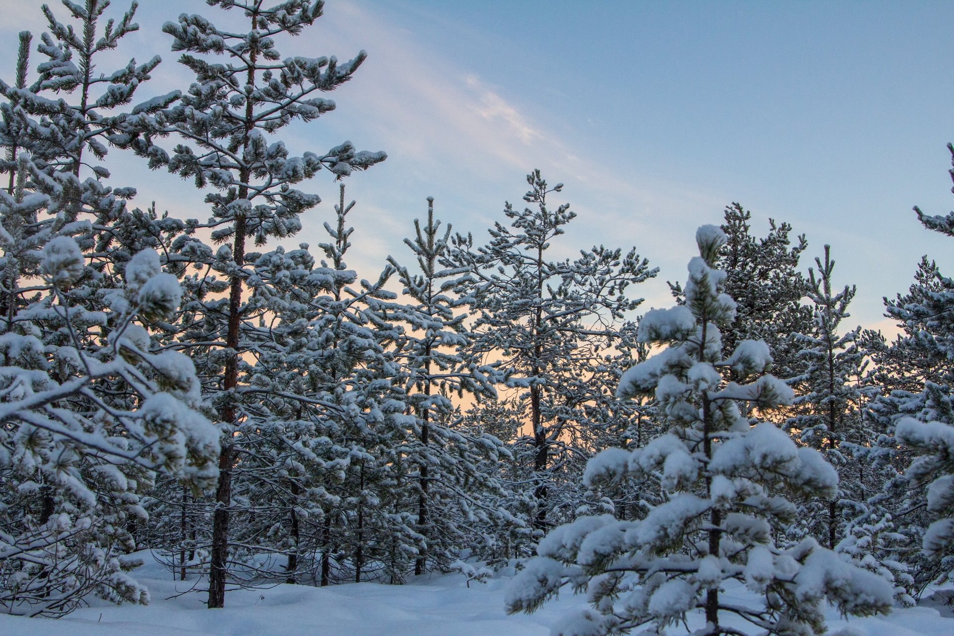 Двадцатиградусные морозы не испугали Юлию Колосову: даже в такой холод она отправилась на фотопрогулку, где сделала волшебные кадры Двадцатиградусные морозы не испугали Юлию Колосову: даже в такой холод она отправилась на фотопрогулку, где сделала волшебные кадры