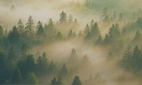 Архангельская область вошла в пятёрку лидеров России по лесовосстановлению