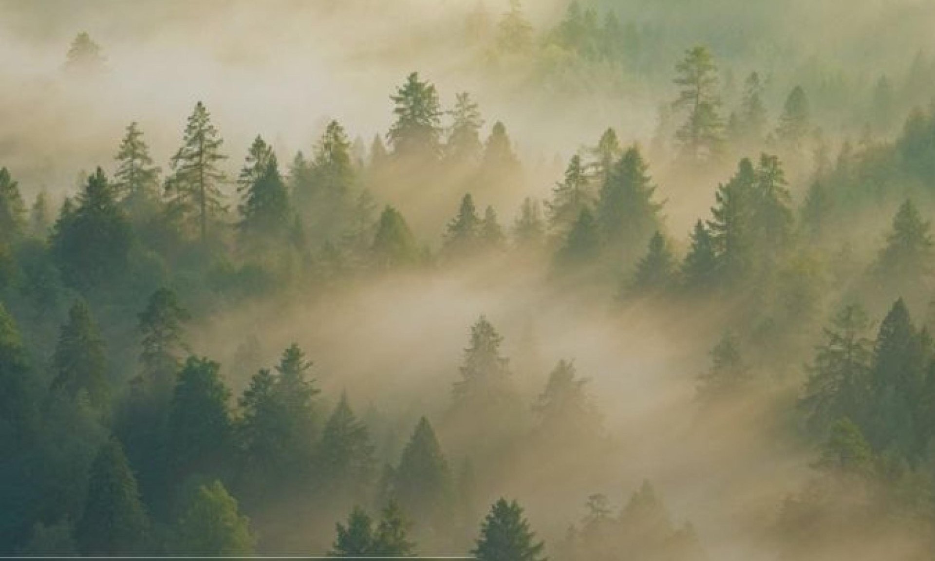 Архангельская область вошла в пятёрку лидеров России по лесовосстановлению