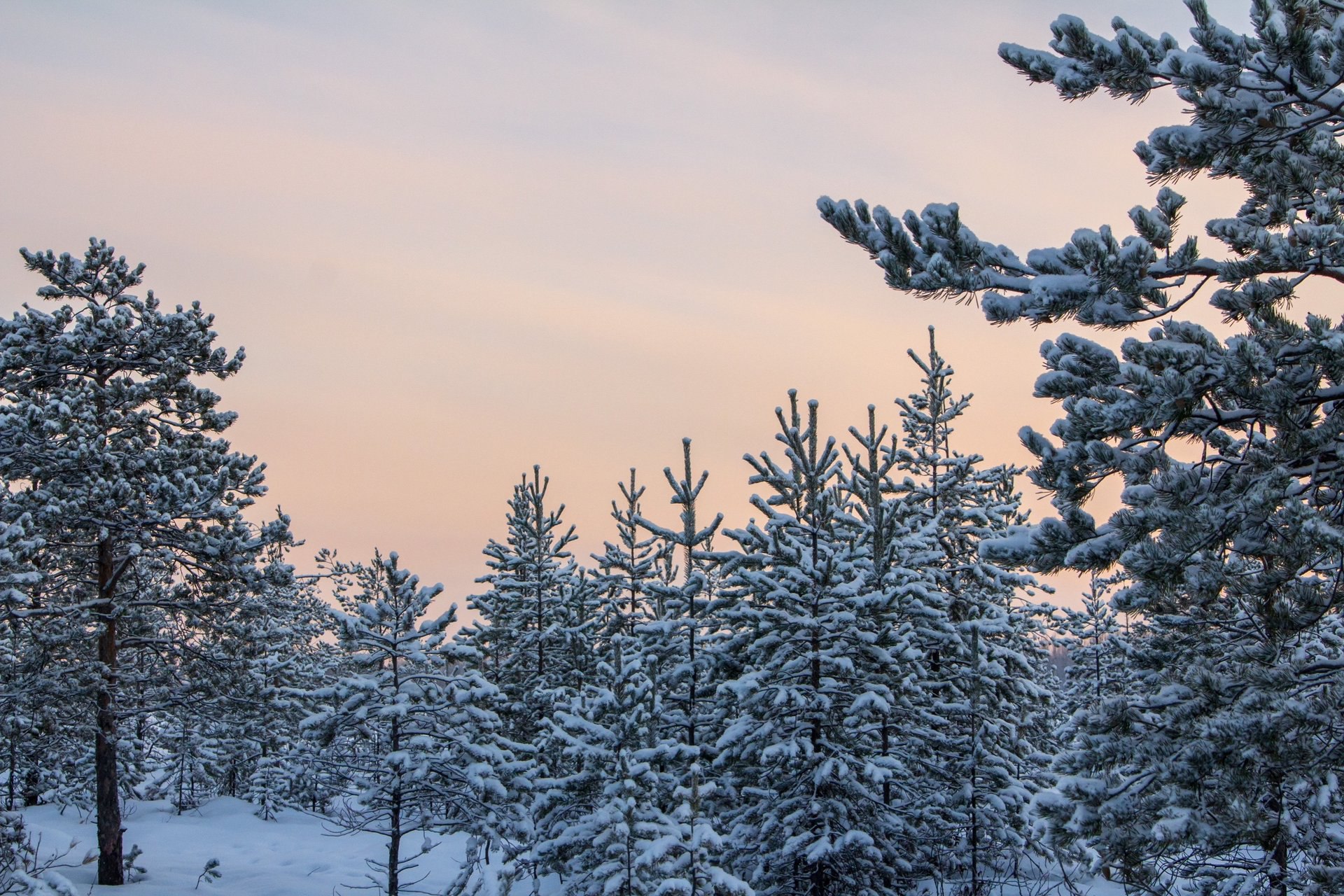 Двадцатиградусные морозы не испугали Юлию Колосову: даже в такой холод она отправилась на фотопрогулку, где сделала волшебные кадры