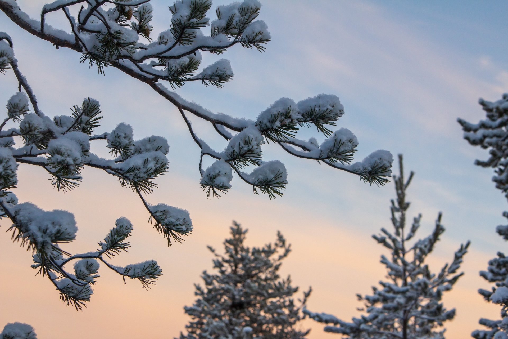 Двадцатиградусные морозы не испугали Юлию Колосову: даже в такой холод она отправилась на фотопрогулку, где сделала волшебные кадры Двадцатиградусные морозы не испугали Юлию Колосову: даже в такой холод она отправилась на фотопрогулку, где сделала волшебные кадры