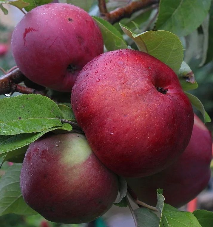 ������� ��������� ����� �� ��������: ��� ���������� �������� � ������� ������