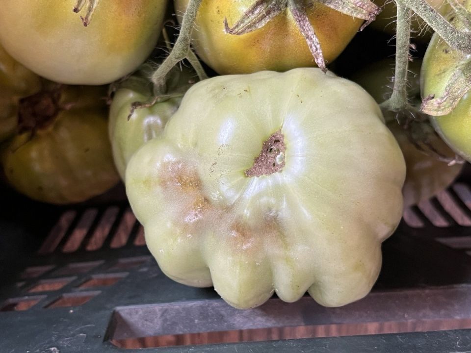 ��� �������� ������ �� �����������: ������ ������� ���������