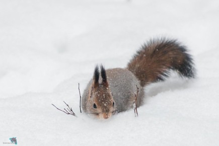 � ����� ������� � �������� �������� ������ ��������� �������, ����� ������ ������������ � ���������� ������