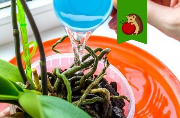 ��� ��������� ������� ������: ������� ������ ��� ���������� ����������