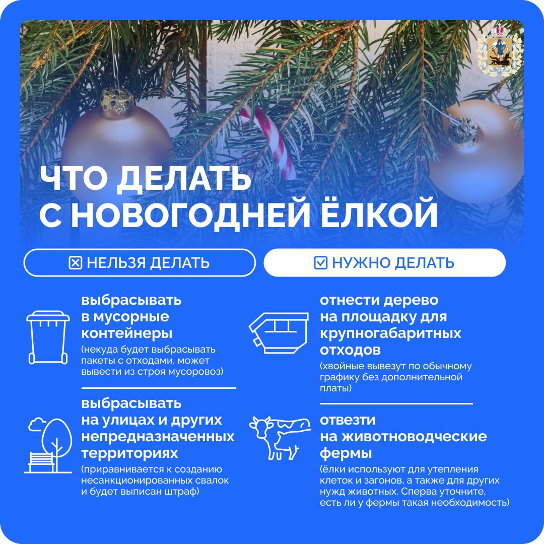 Если вы используете на Новый год живую елку, не забудьте правильно ее утилизировать!