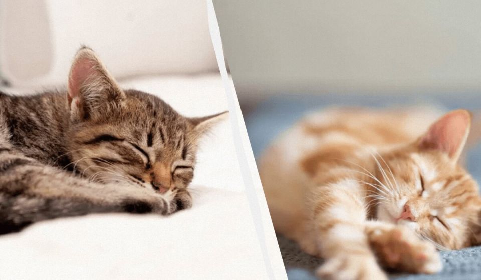 ������ ���� ����� ���� ������ �����: ������ ������ ��� ���������� ������