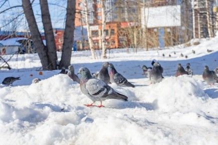 ������ ����, ������!. �������� �������� ��������� ����, �������: ���������� ����������