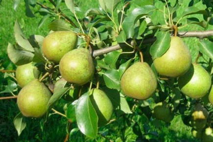 Груша Белорусская поздняя: обилие урожая и непревзойдённый вкус на вашем участке