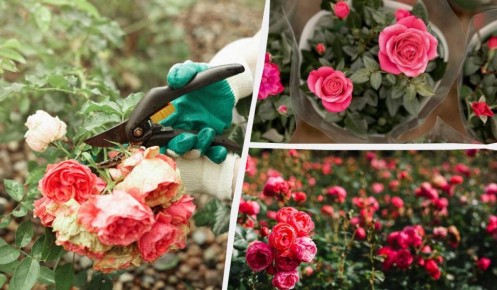 ��� �� ����� ���� ������� ��������� ������: ������� ��������� �����������