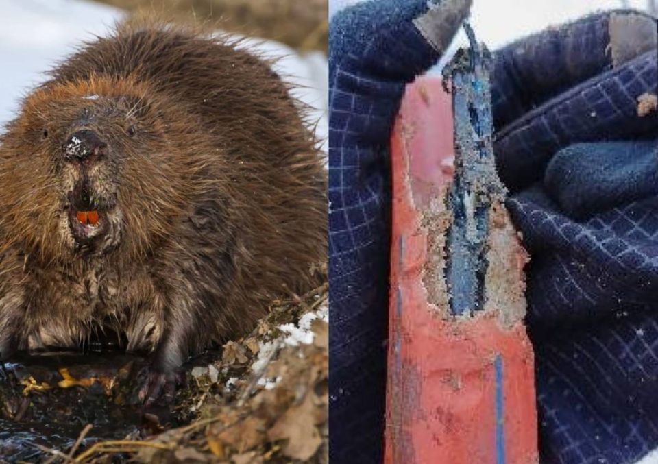 ����� ���� �� �������� 13 ����� ������� ��� ��������� � ������������� �������