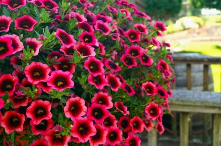 10 ������������ �������� �� ������ �������