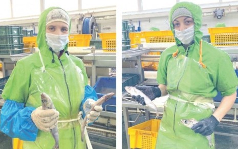 ������� ���� ��������������: ������, ������� ������������ ��������������