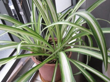 ���������� ��������: ��������� ������� ��� ����� ������� ������ ����