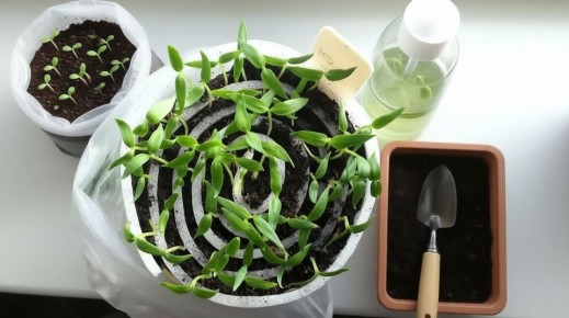 ��� ���� �������� ����� ������� �������: ������ �� �������