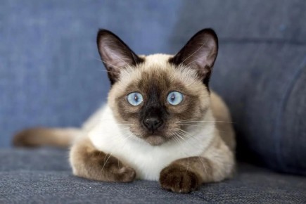 ����� ����������� �����: 12 ����� ��� ������ �������