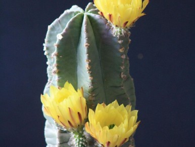 �����������: ������� ��������� ����� � ��������