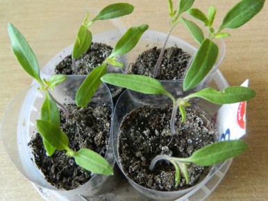 ������ ������� ������ ������ � �������: ������� � ���������������� ������