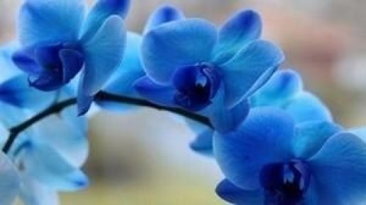 Секреты синих орхидей: мифы и реальность