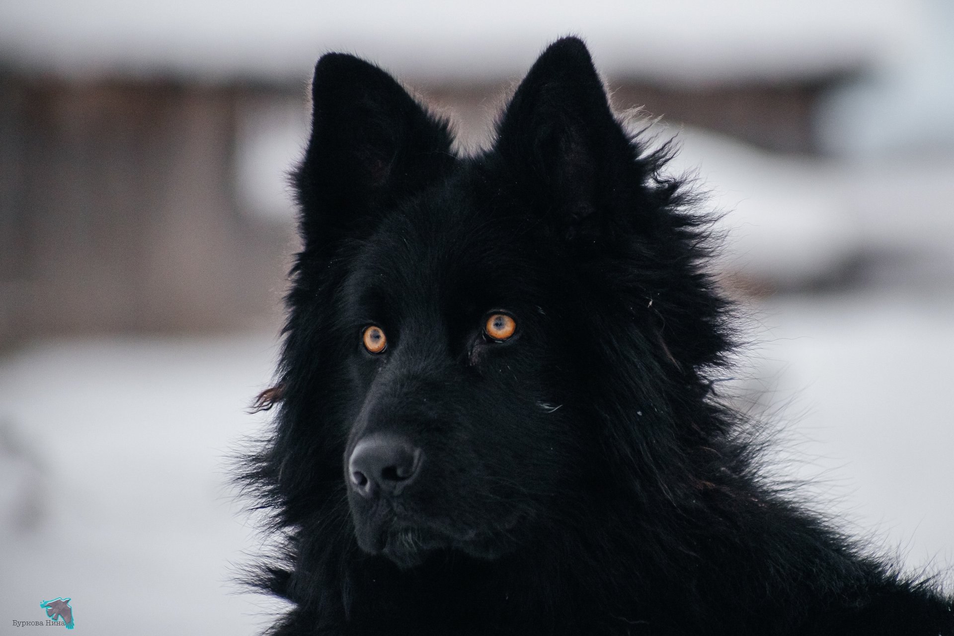 Деревенская зима — уютные домики под снежным покровом, заснеженные поля и морозное небо Деревенская зима — уютные домики под снежным покровом, заснеженные поля и морозное небо