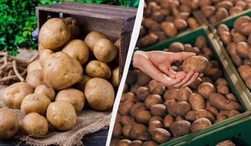 ������� ������� �������� ���������: ��� ������� ��������� ������ �� �����