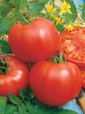 Томат Магнат: надежный выбор для открытого грунта и теплицы