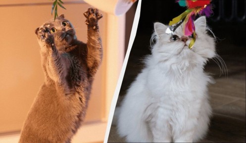 �������� ����������: ���-10 ����� ������� �������� �����