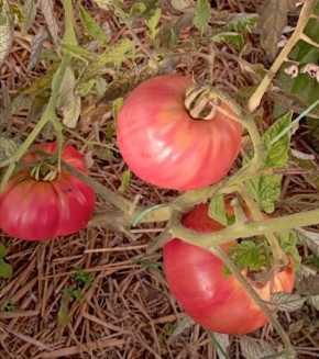 ����� ��������: ������� ����, ��������� ������ � ���� ��������� �� ����������� �������