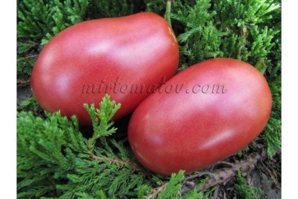 Сладкий бочонок: крупные сливовидные томаты для свежего стола и заготовок