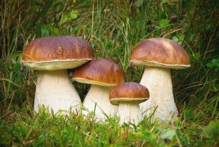 Набор белых грибов в одном взгляде: как выбрать и почувствовать вкус каждого вида