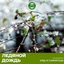 Как ледяной дождь влияет на саженцы и деревья и как это обсудить спокойно