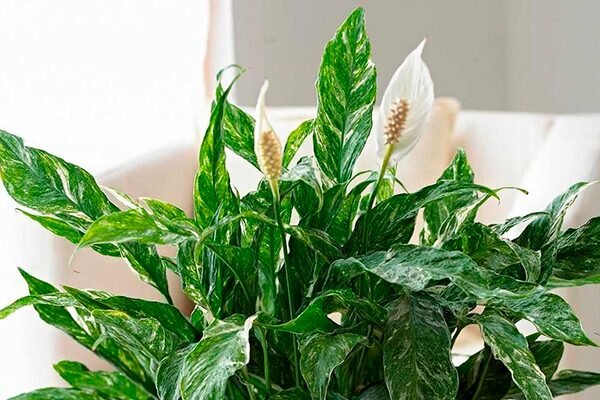 Очарование вариегатного спатифиллума: самые привлекательные сорта