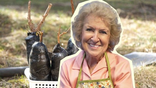 Некондицию больше не продадут: как выбрать хорошие саженцы в питомнике