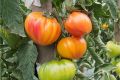 Почему томат Мадрид стал любимцем огородников?