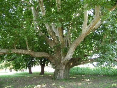 Дерево, прошедшее через века: платан — единственный в своем семействе