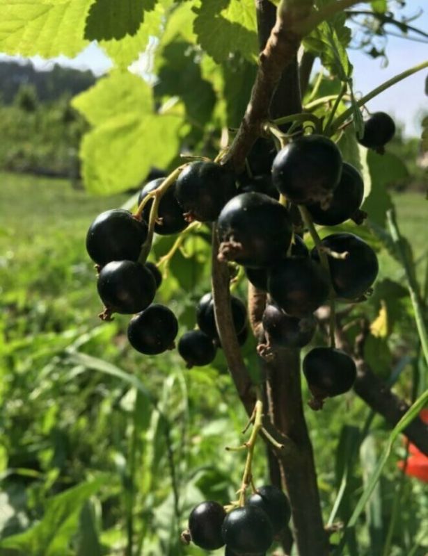 ������, ������� ������� ����������� ��������� ������: ��������, �� ������� ����� ����������