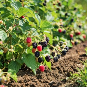 Ежевика для занятых: пять сортов, которые растут сами