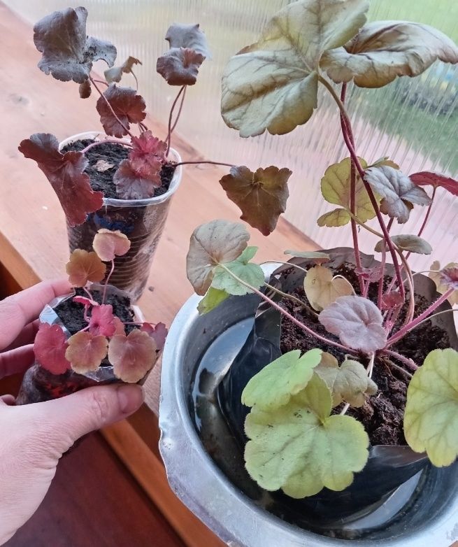 Как правильно подготовить растения к зимовке: советы для садоводов