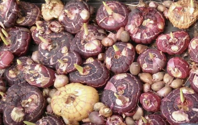 ������� ��������� �������� ������� ����������� �� �����