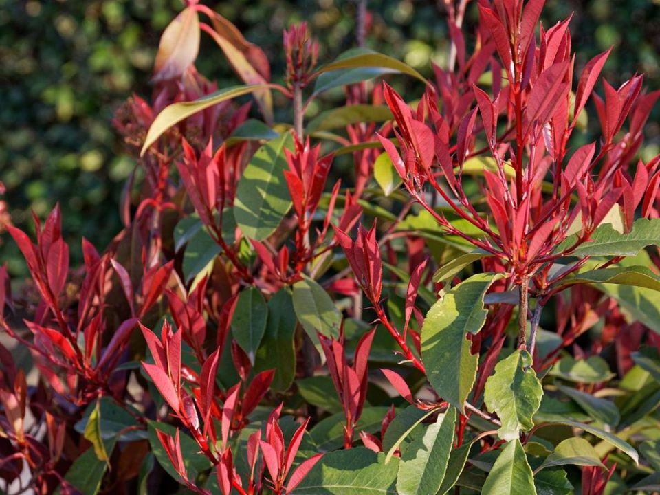 Как сделать ваш сад стильным и защитить его от любопытных взглядов