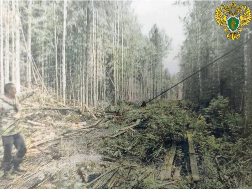 В Каргополе в суд направлено уголовное дело о незаконной рубке леса