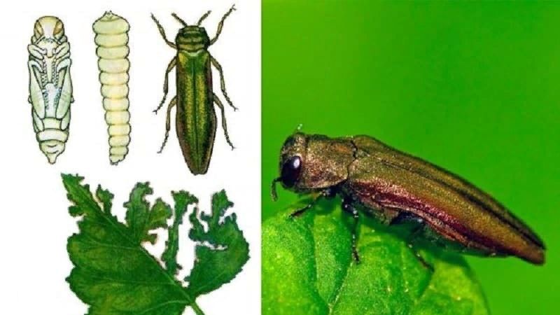 ��� ������� ���� � ��� � ���� ��������