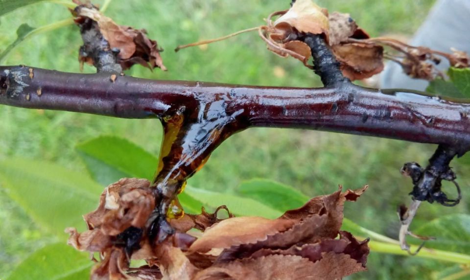 ��� ���������� � ������ �������� �� �������: ��� ������ ��� �� ������ ����