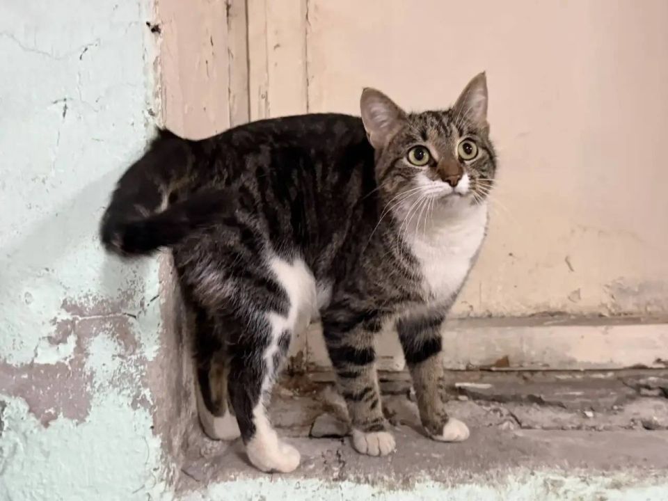 ����� ���������: ������, ����� ���� ������