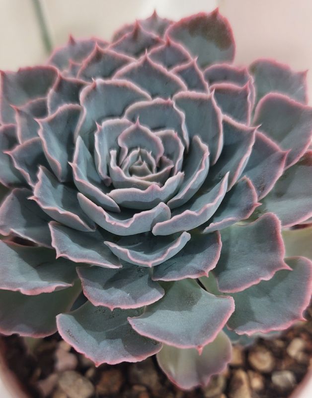 �������� ������� Pink Frills