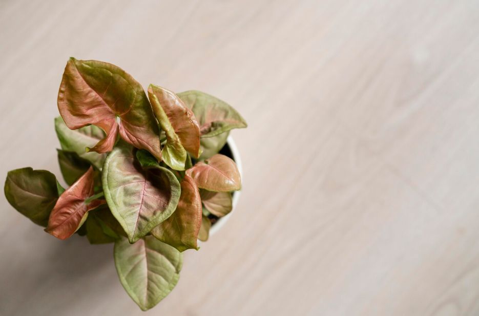 ��� ������ ��������� �������� �� ������ �������: �������� ������� � �������