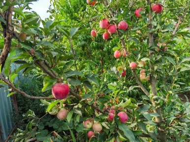 ��� �������� ���� ������ �� ���������� � ������� ������